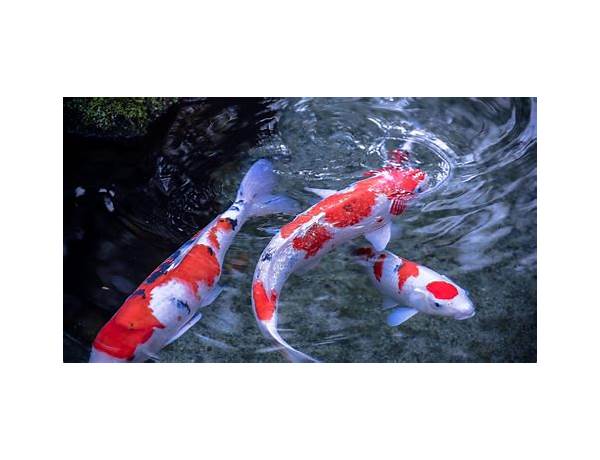 Koi Fish Live Wallpaper for Android - Download the APK from Habererciyes